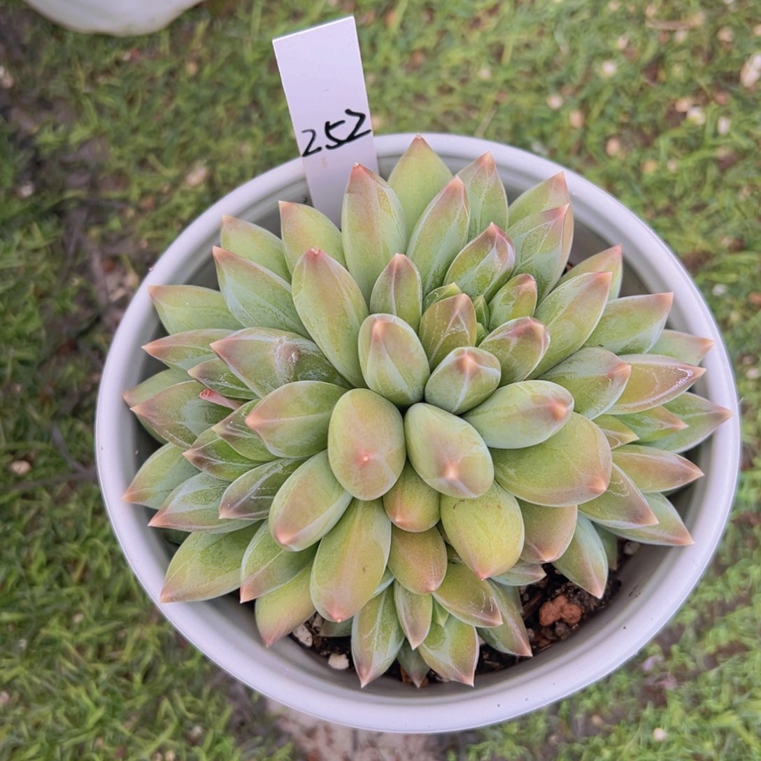 香玉的故事是一个人的故事