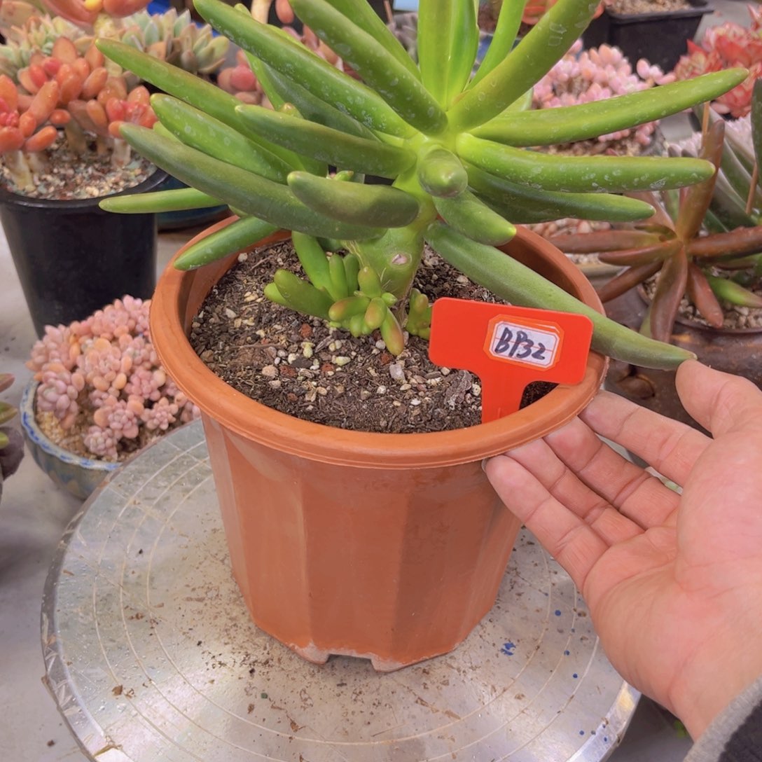 方*椰子树932多肉植物