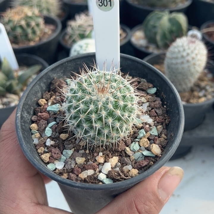 完全开放实生白王带盆发