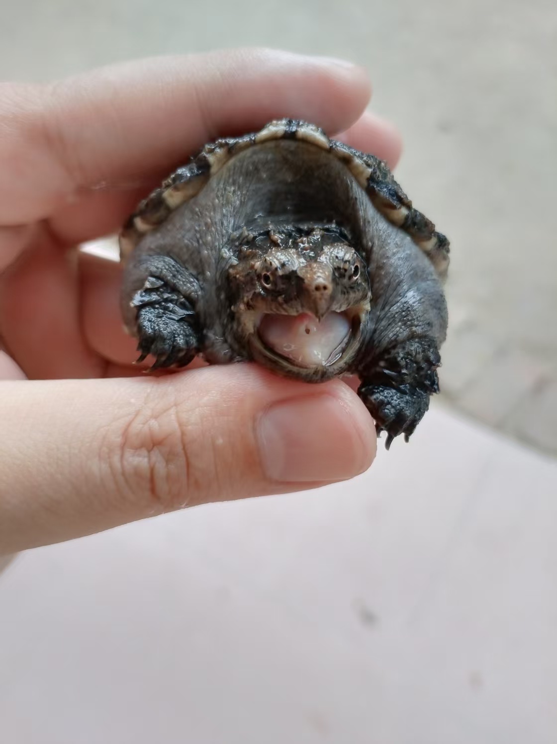 直播凶猛宠物龟龟