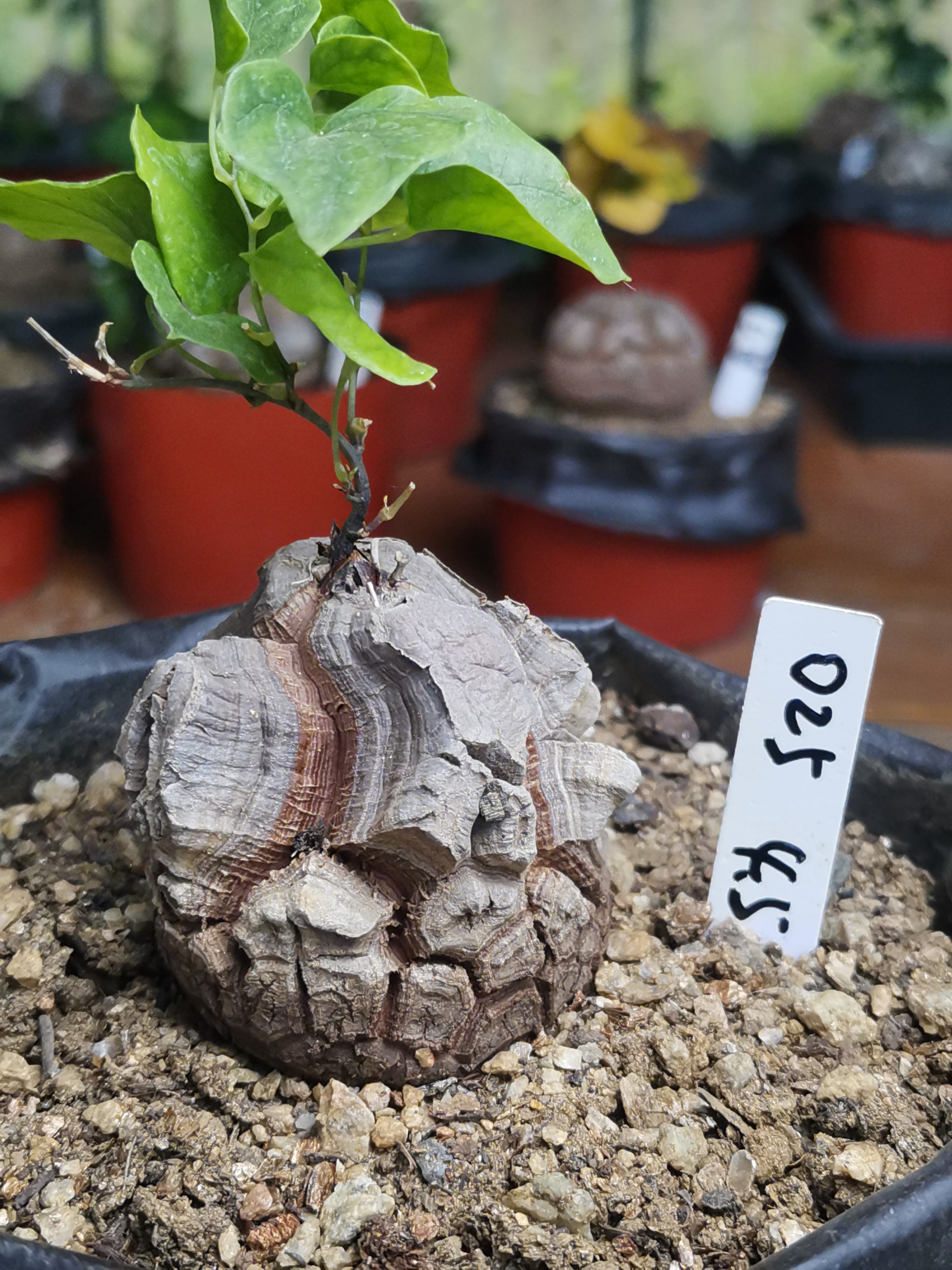 025南非块根植物龟甲龙