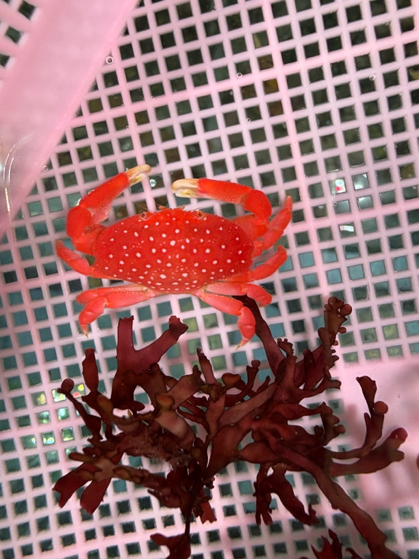 各种可爱的小螃蟹珊瑚共生蟹草莓蟹