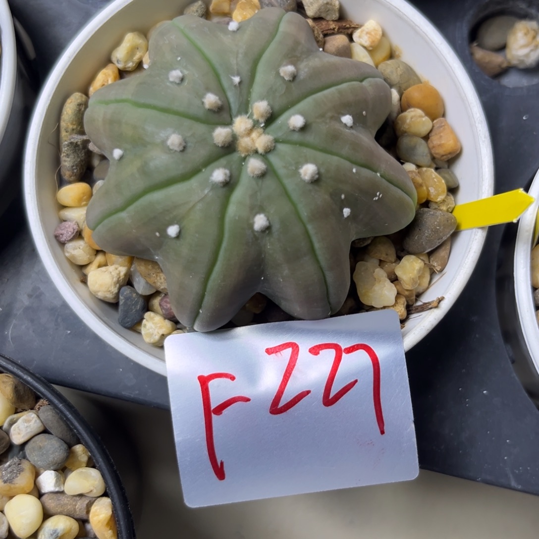 你***注F227十月二十八仙人球