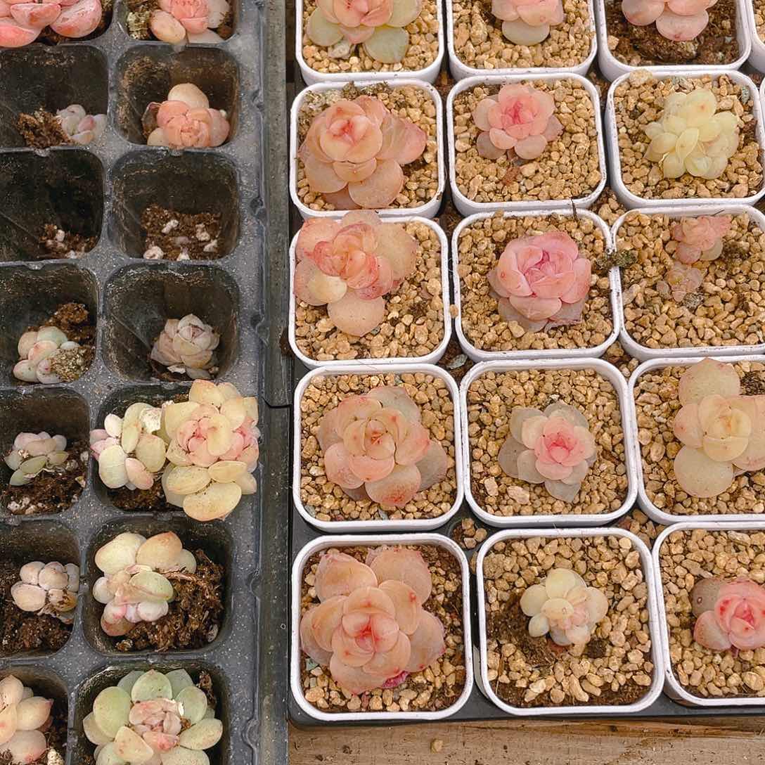 桃坞5个不同个体穴满25包邮