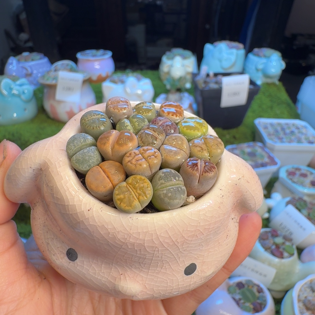 多肉开播福利冲1285