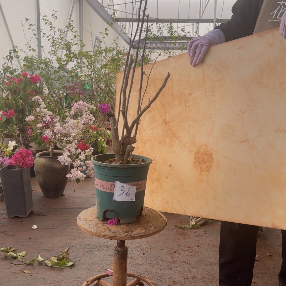 大部分开放少量花苞柠檬黄 36脱