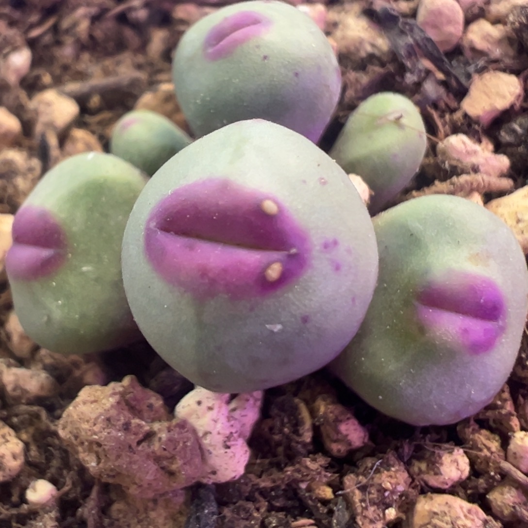 实生1380b 肉锥植物