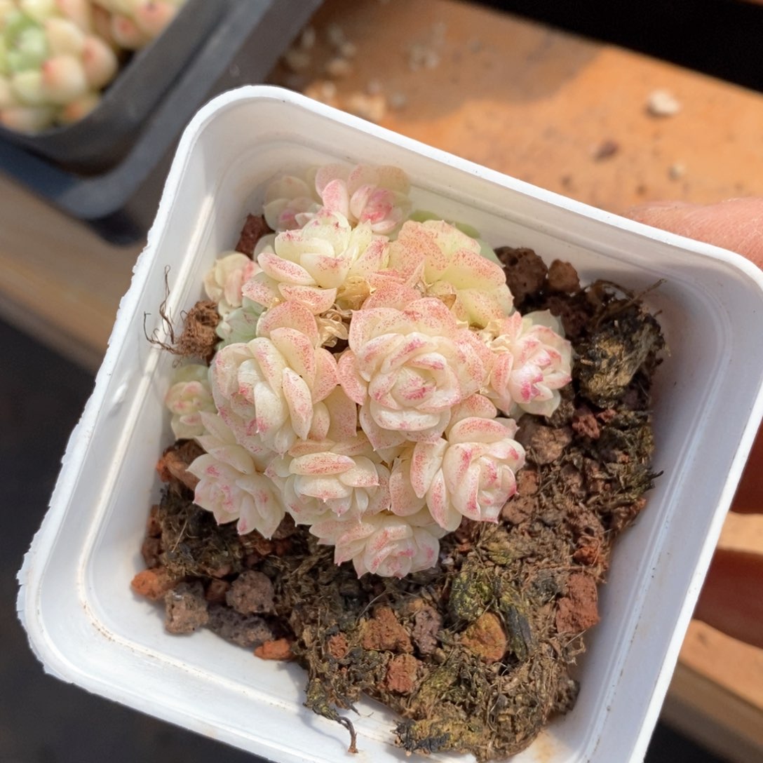 精品多肉一物一拍不包整730