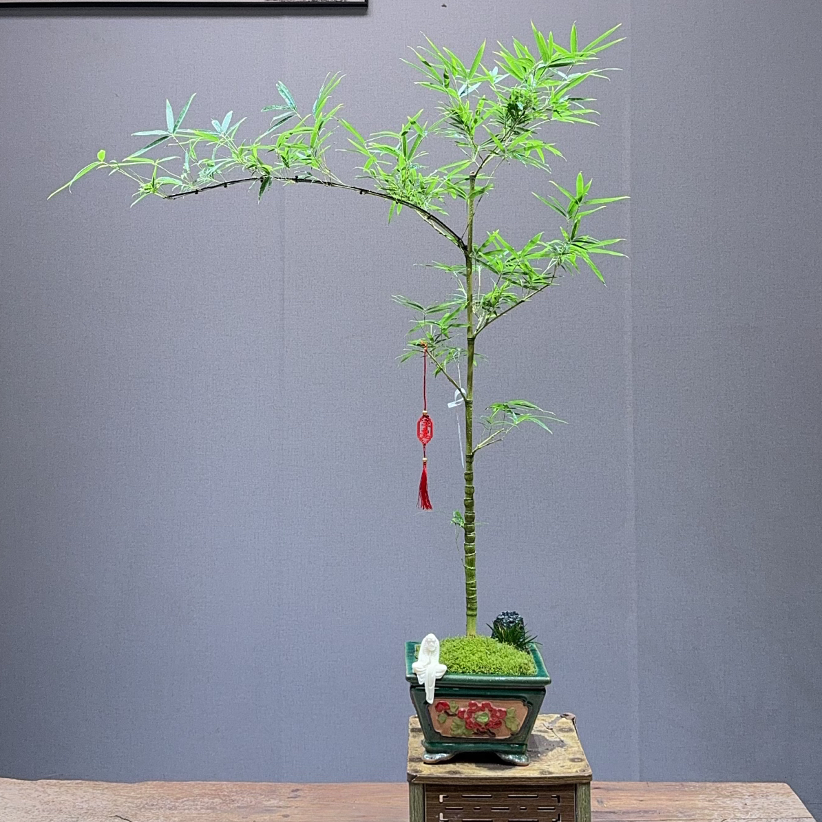 精品龙鳞竹盆景 （一物一拍链接）【少东家竹盆景园】