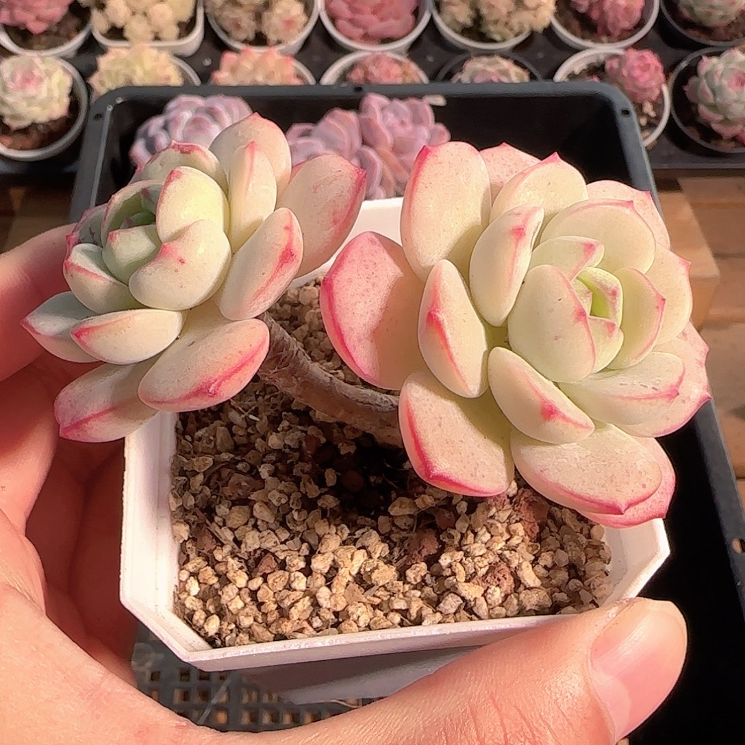 多肉1209-183香草小老桩