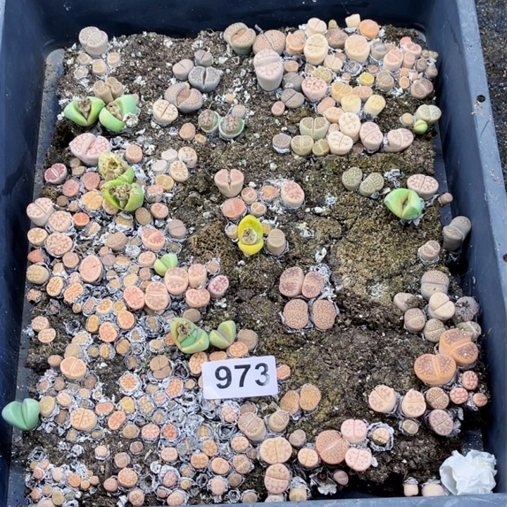 973 生石花一物一图如图