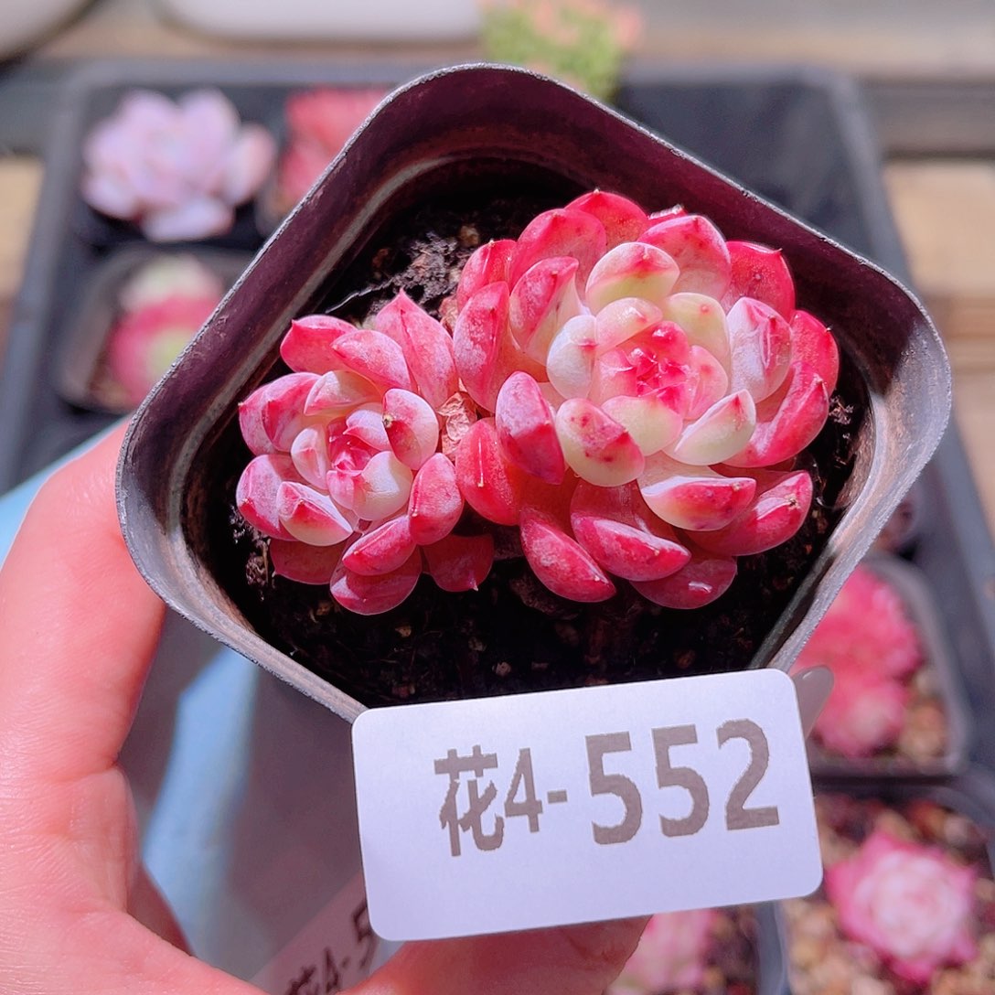 花利美4-552新品