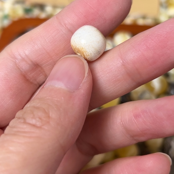 蜜蜡未镶嵌裸石10.8mm一个