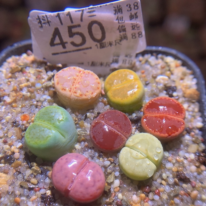 精品生石花117.450