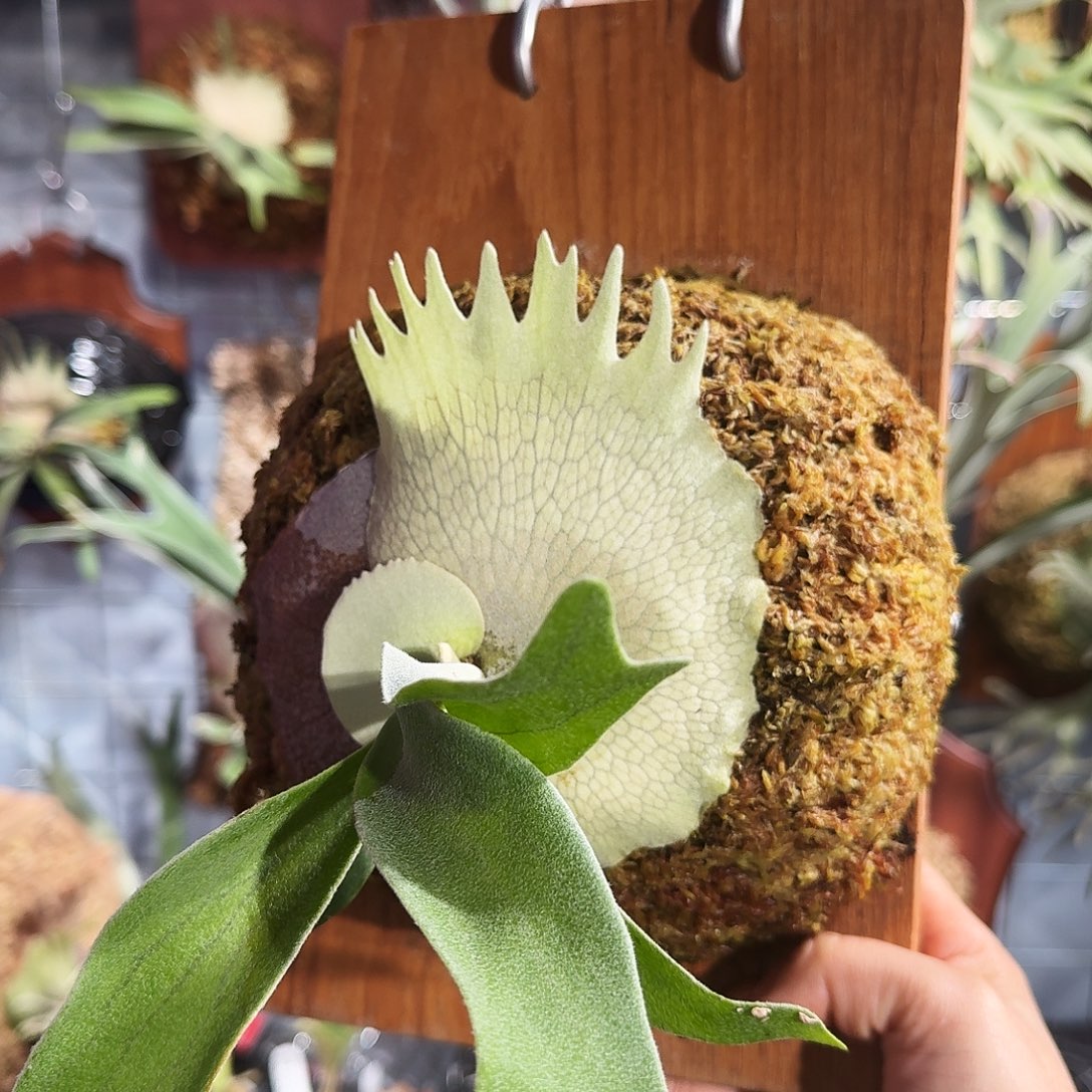 完全开放ar鹿王孢