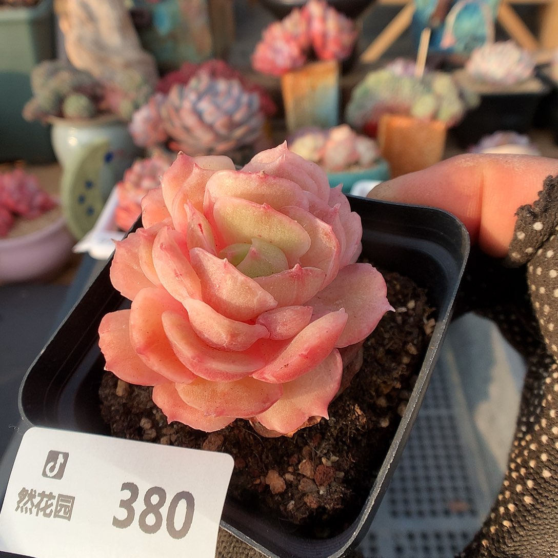 380昂斯洛多肉植物666