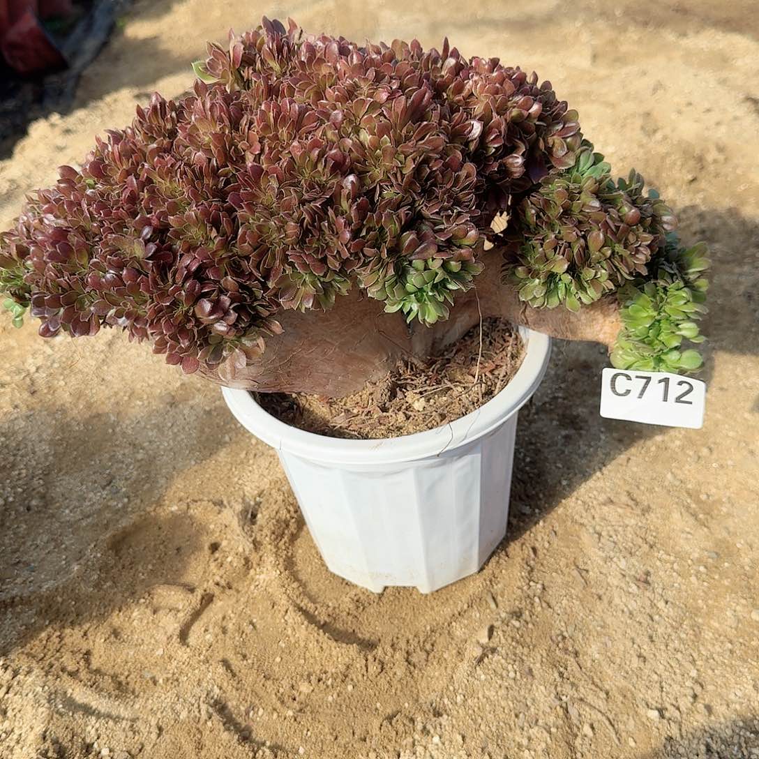 712玫瑰有伤一颗