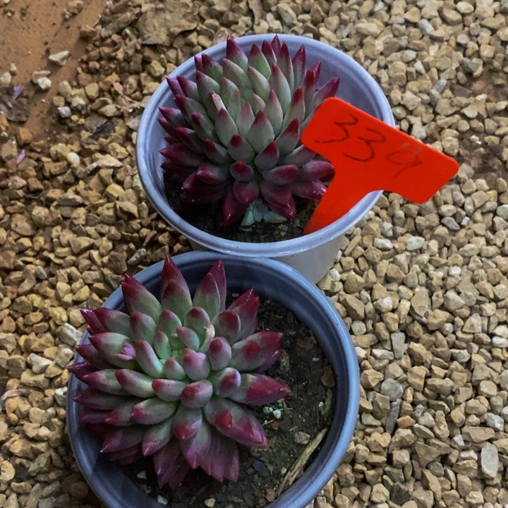 在家干了个小活儿一