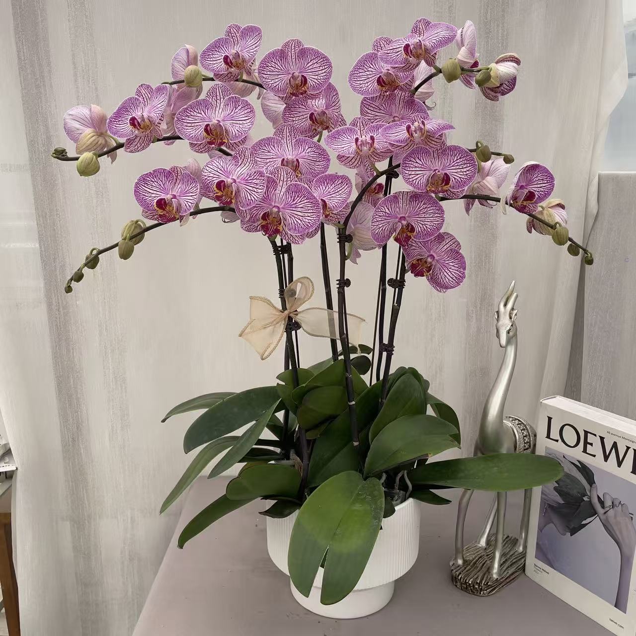 《和弦》精品蝴蝶兰 稀有品种 室内花卉 