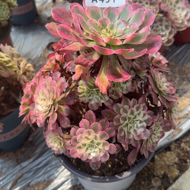 491铜白 多肉植物