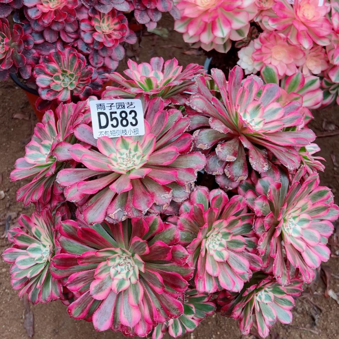 583红彤白雨子多肉植物