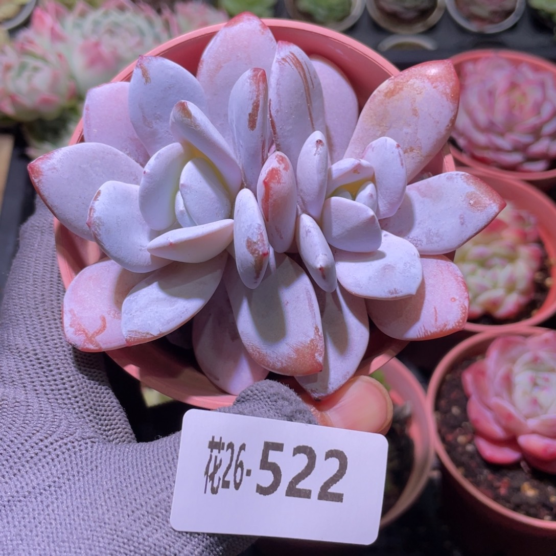 花利美26-522粉雪莲