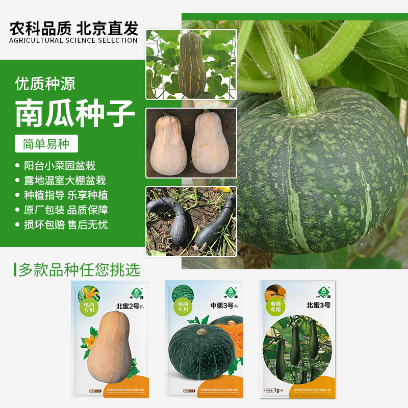 【农科院中蔬】奶油南瓜种子蔬菜种子家庭阳台农科春耕节小菜园种植