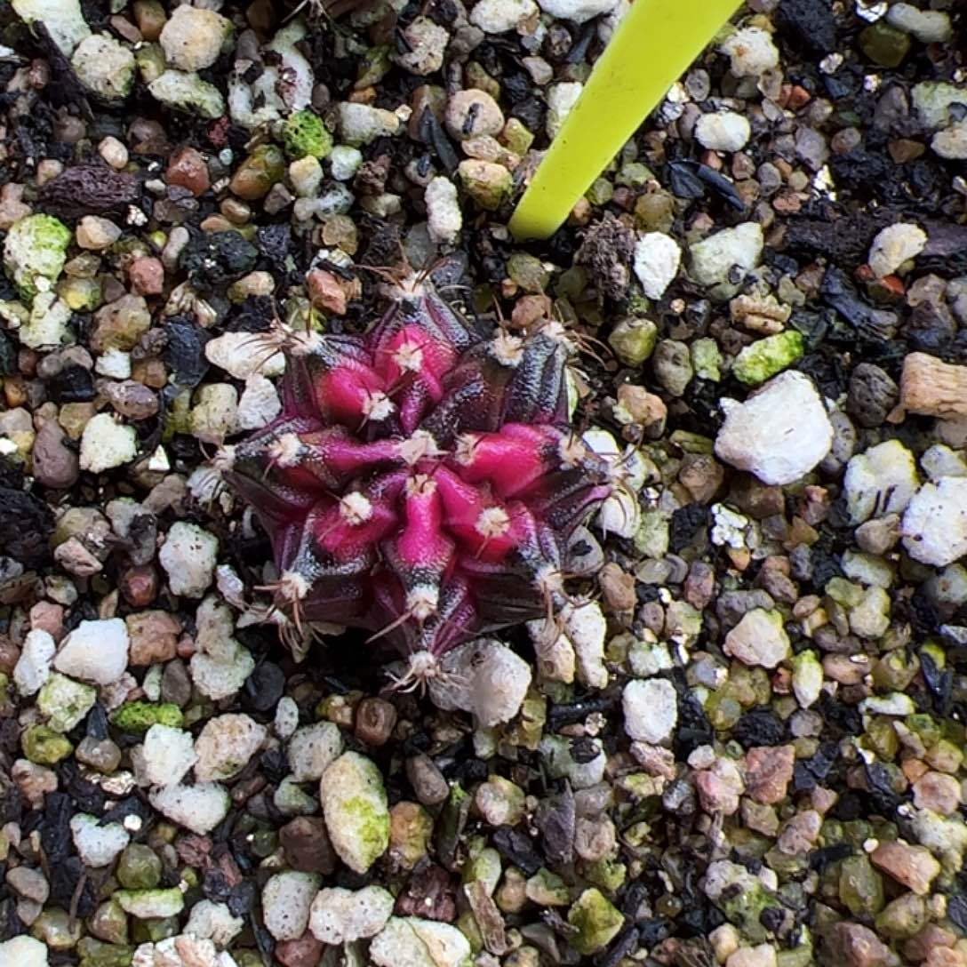 u***姐当前无花朵，栽培后可花朵