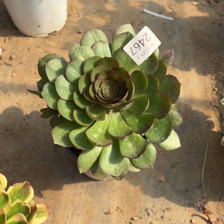 万圣节多肉法师2467