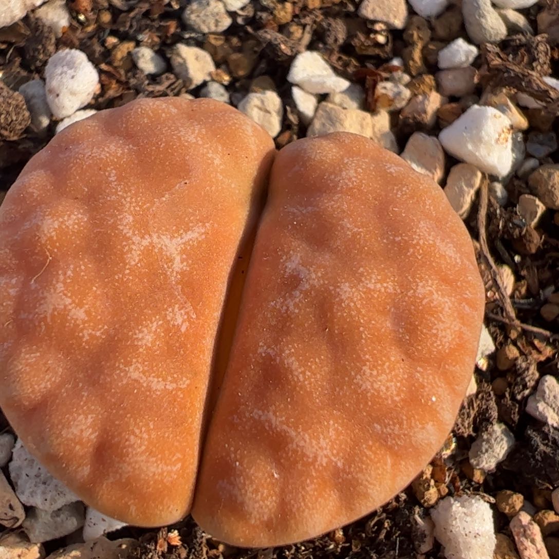 C309a拿铁荒玉多肉