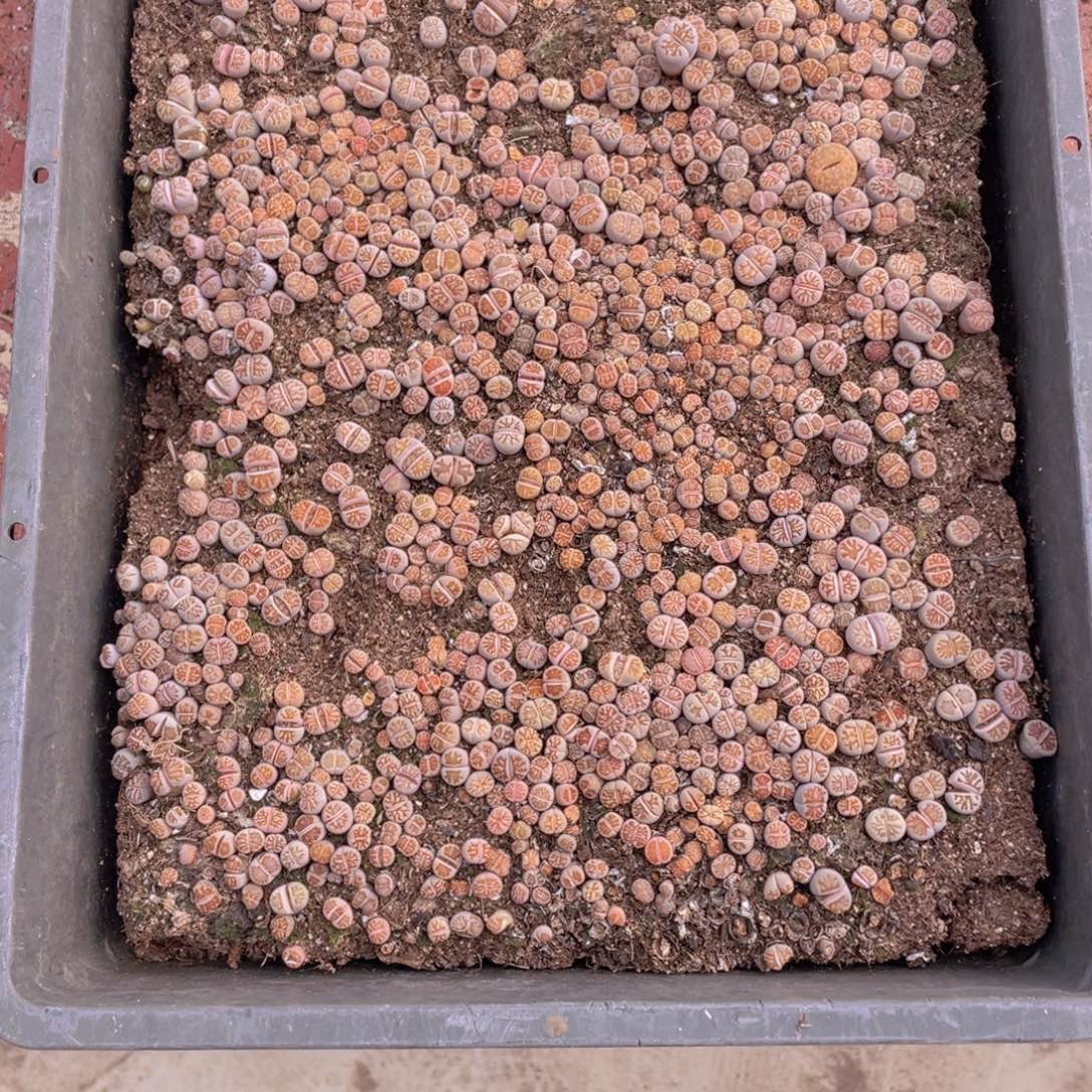 可***x一筐菊化石888888888可乐