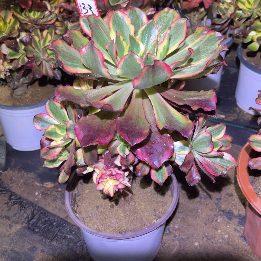 133多肉植物魅影法师