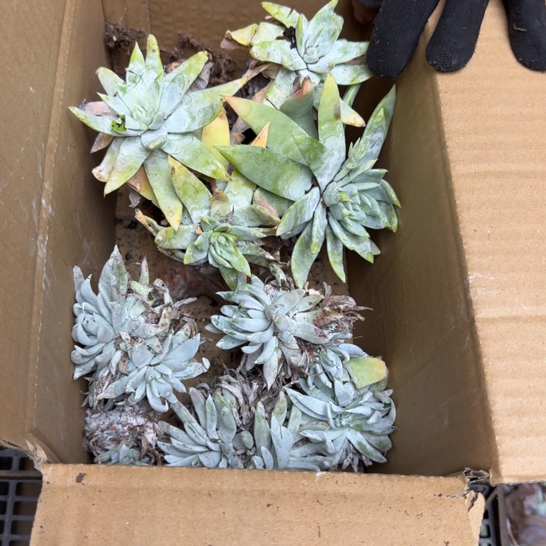 1***6多肉砍头 不包损1771