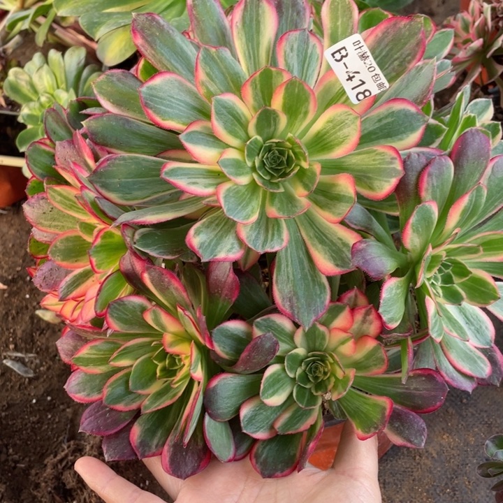 418黑膜锦嫁接不包掉头12344678多肉