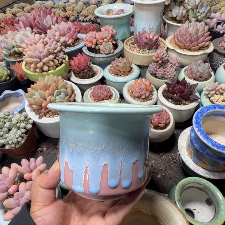 特价花盆满50发货 内口9.5