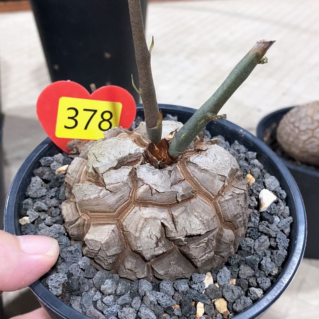 南非龟甲龙龟甲龙