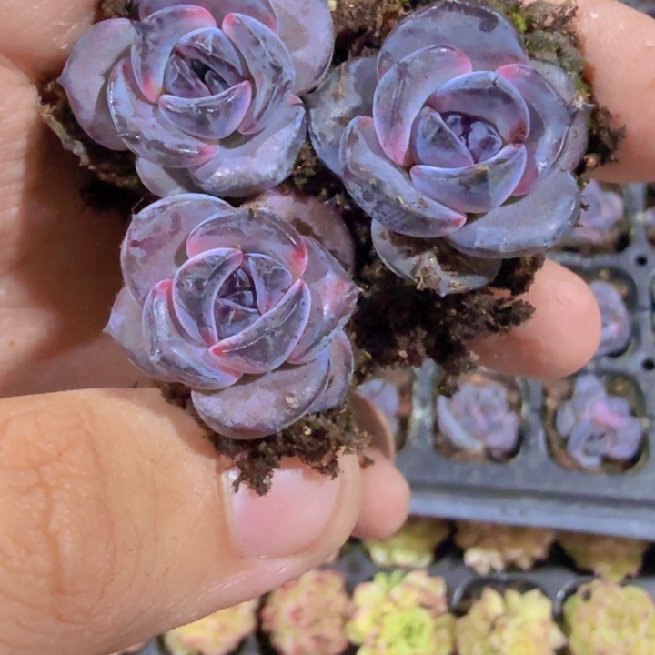 韩版黑橙三颗一组