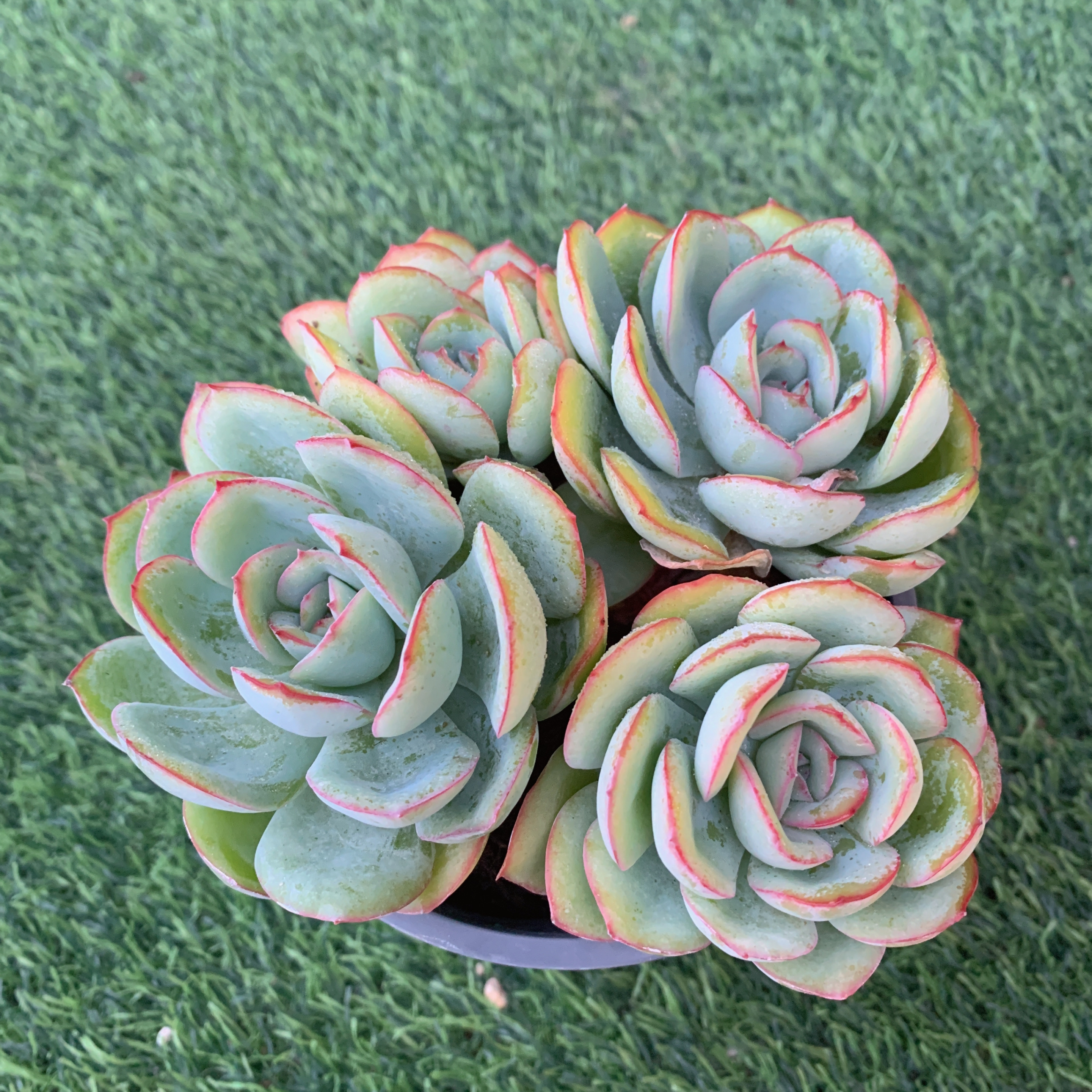 晨露有砍群13-16CM【花界草堂】精品多肉阳台盆栽新手易养一单包邮