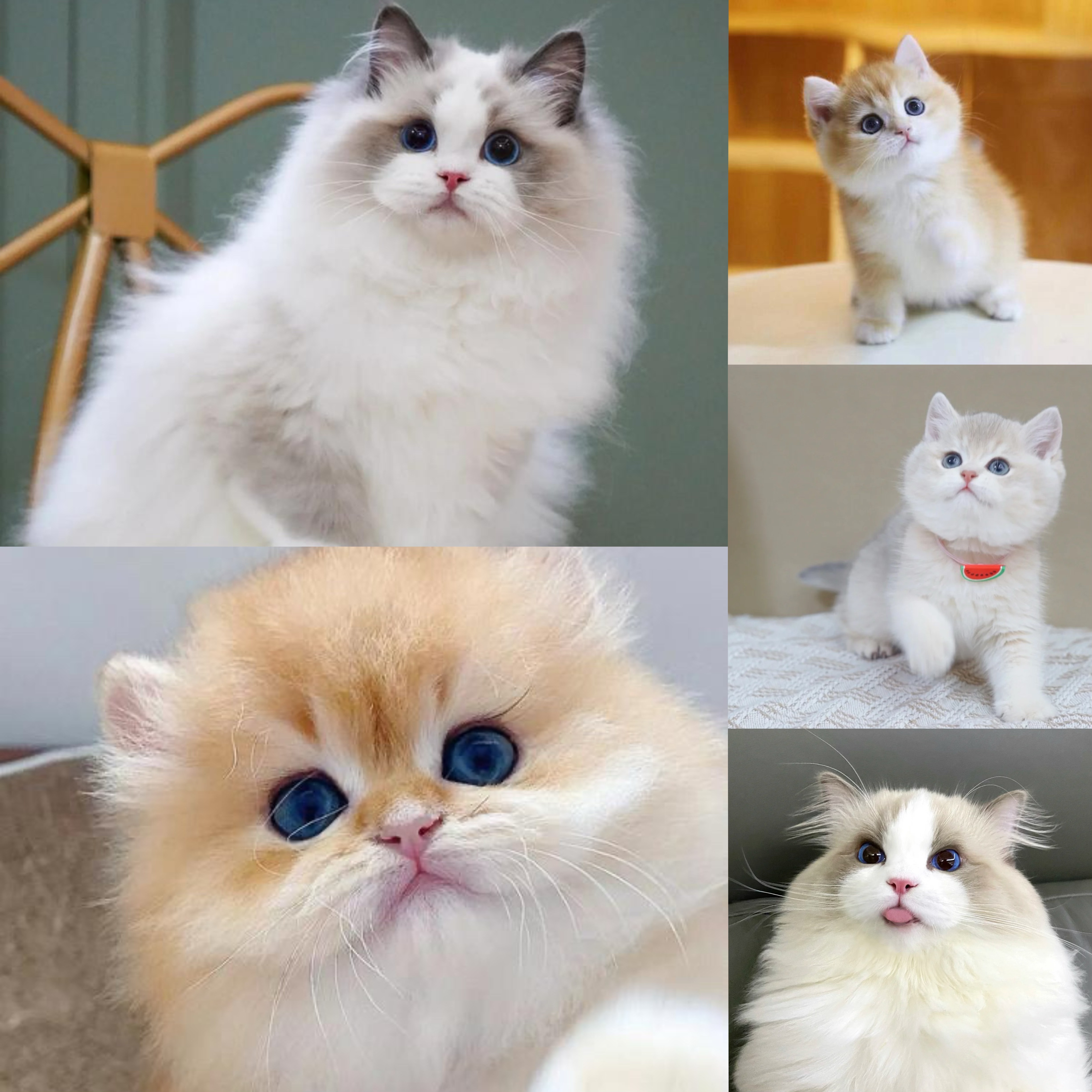 宗宝宠物猫咪专属链接