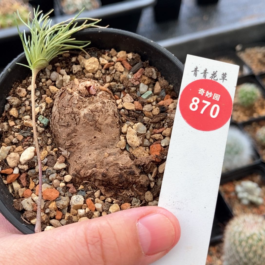 大扫把5.7cm一棵仙人球