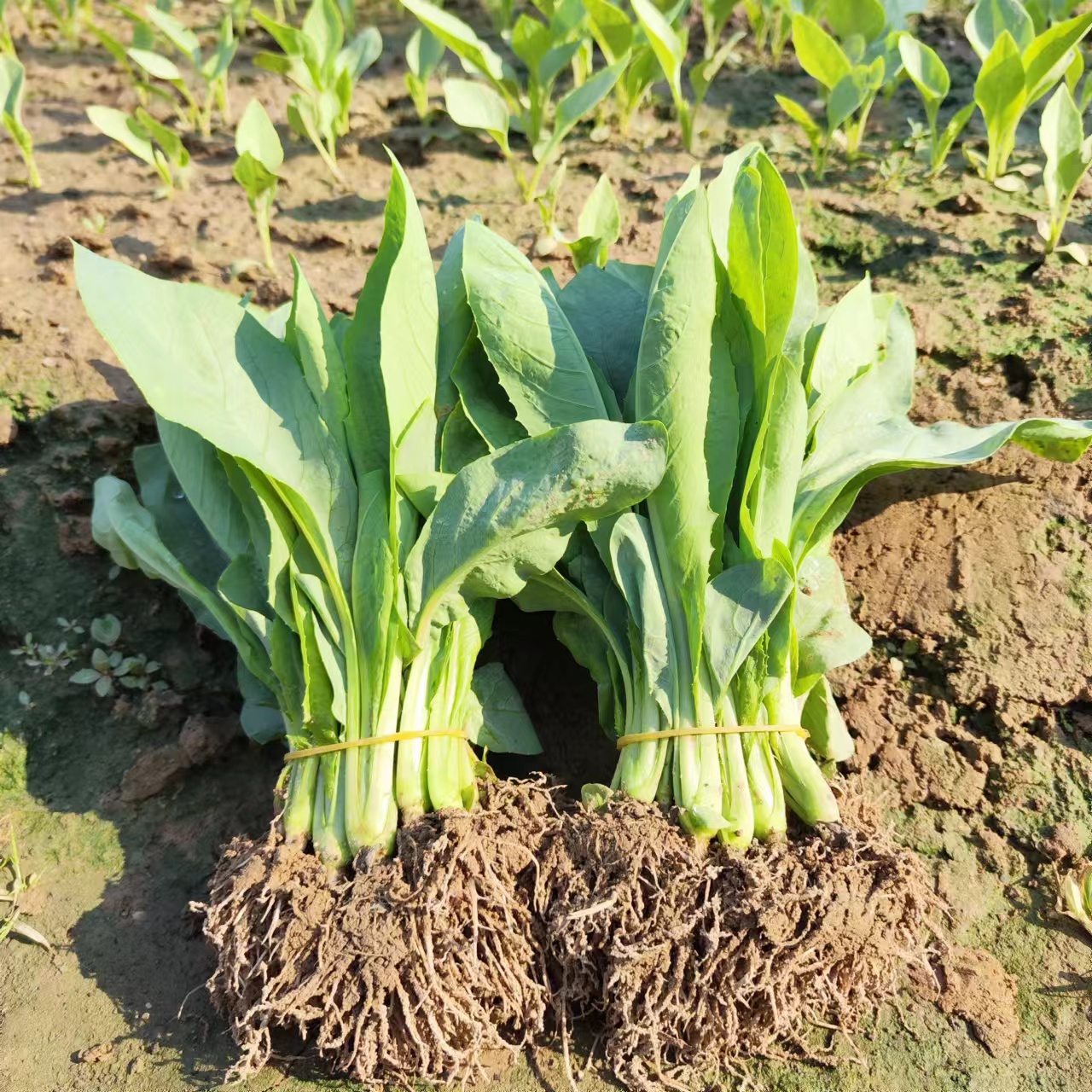 高州甜麦菜种苗圆叶子带泥带土易养活好打理阳台空地花园花盆耐寒