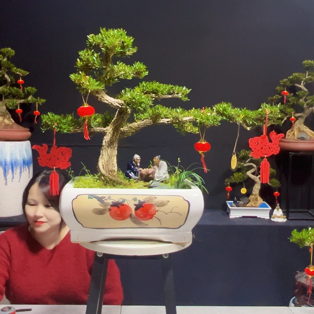 绿植迎客造型黄杨木