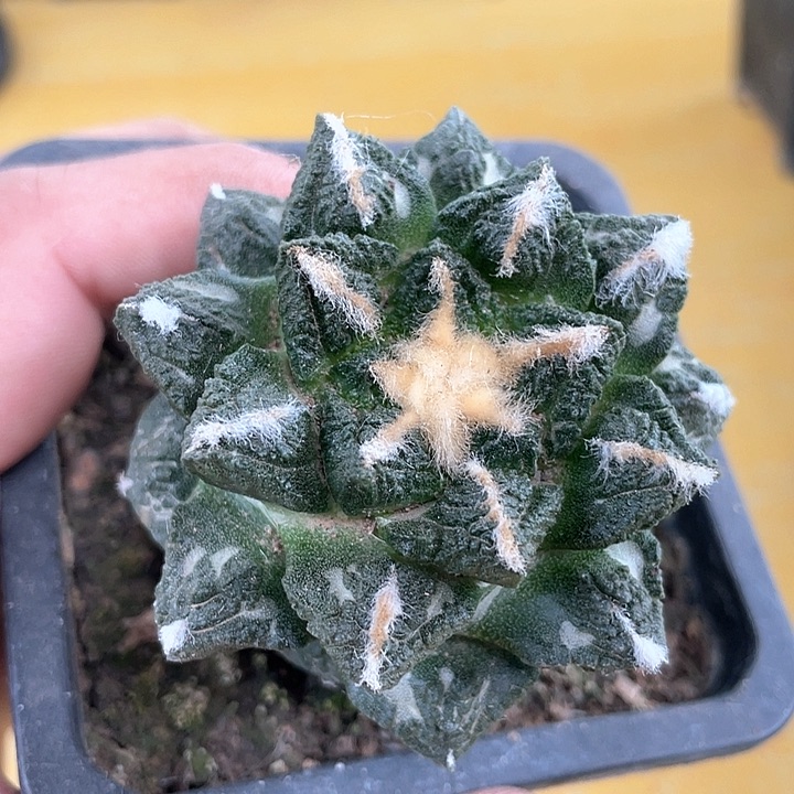 仙人球苗接龟甲6.4公分12