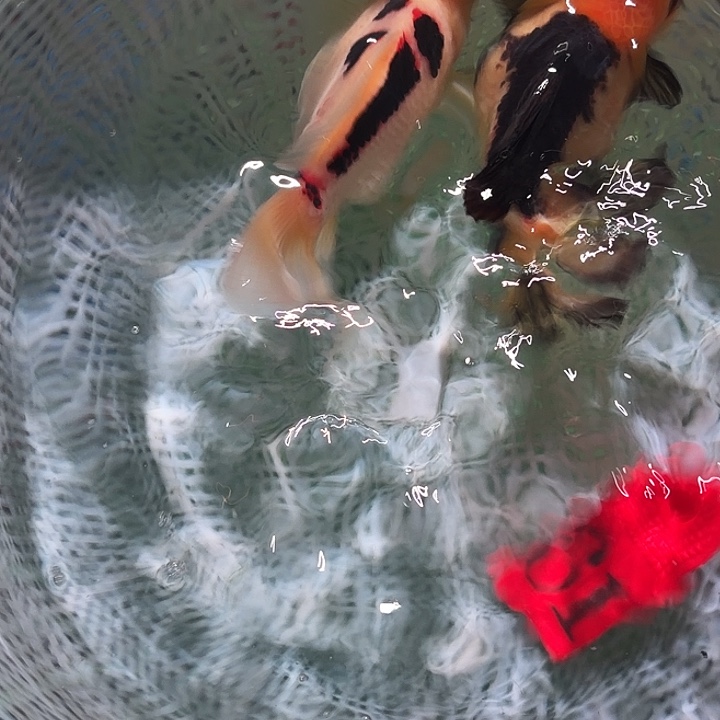 金鱼61号尺寸11-12区间