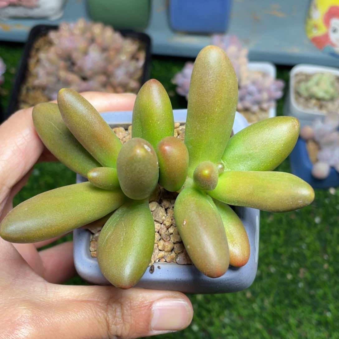 双头椰子树多肉植物