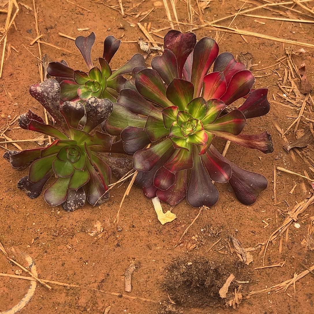 无***菌精品多肉植物无糖姐