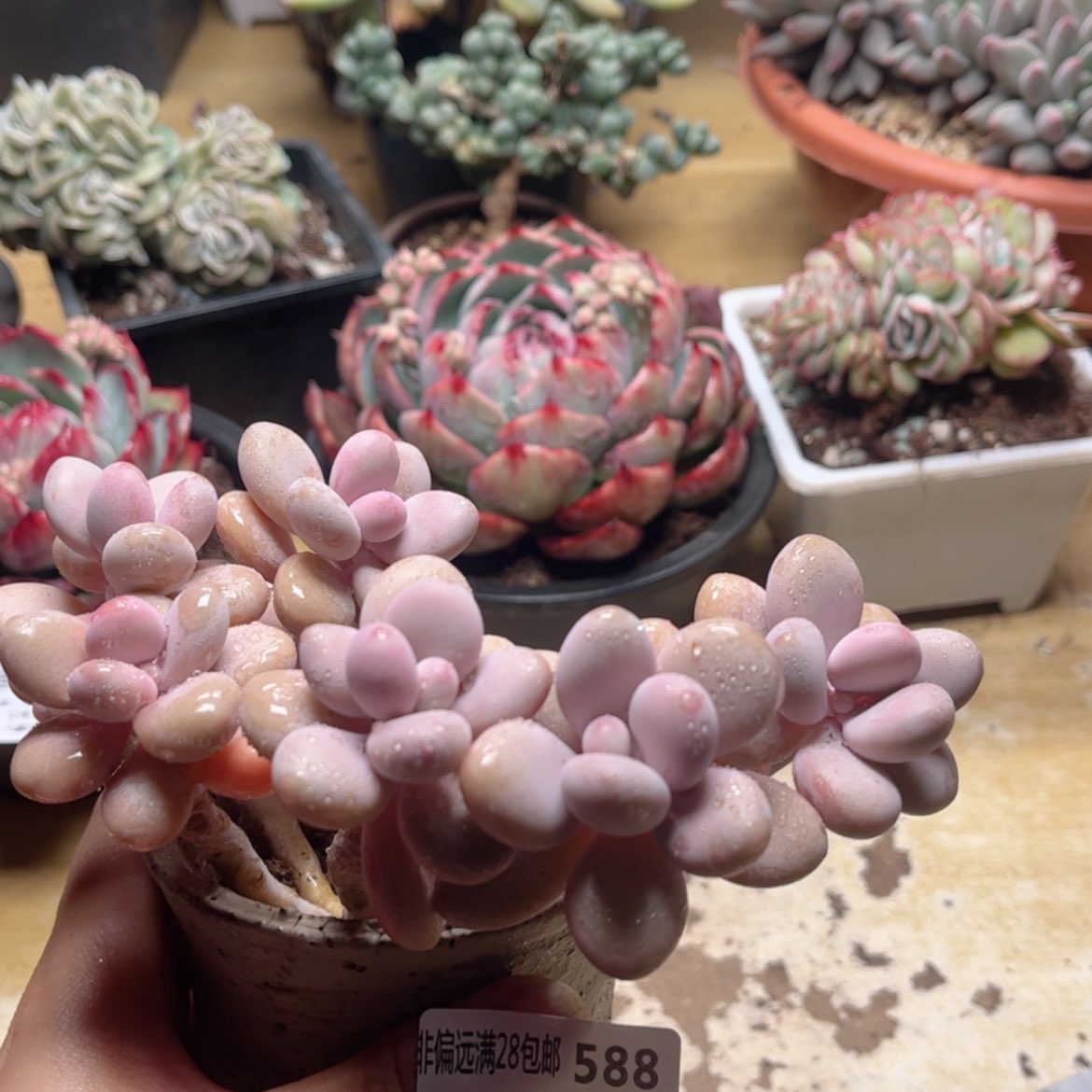 【闪购商品】588桃蛋