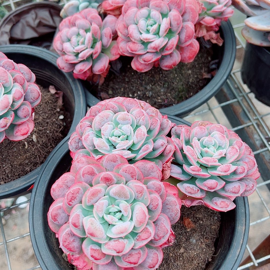 雨滴多头造型精品