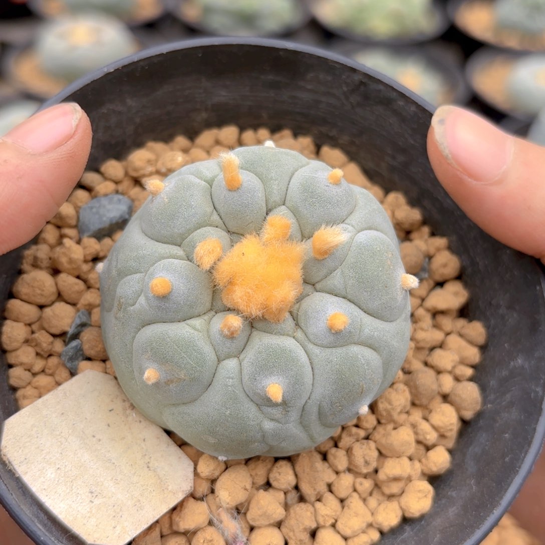 G72 g g g g g g g g