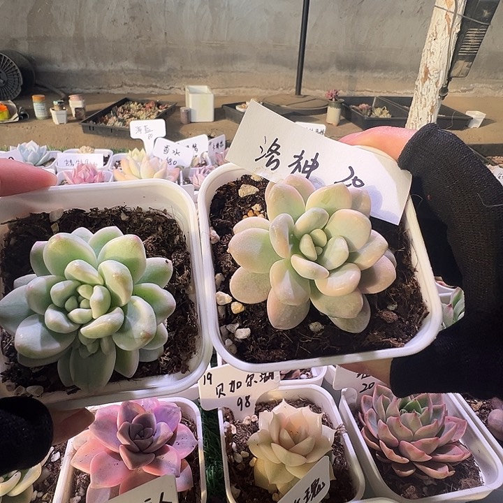 买一送一多肉植物锦